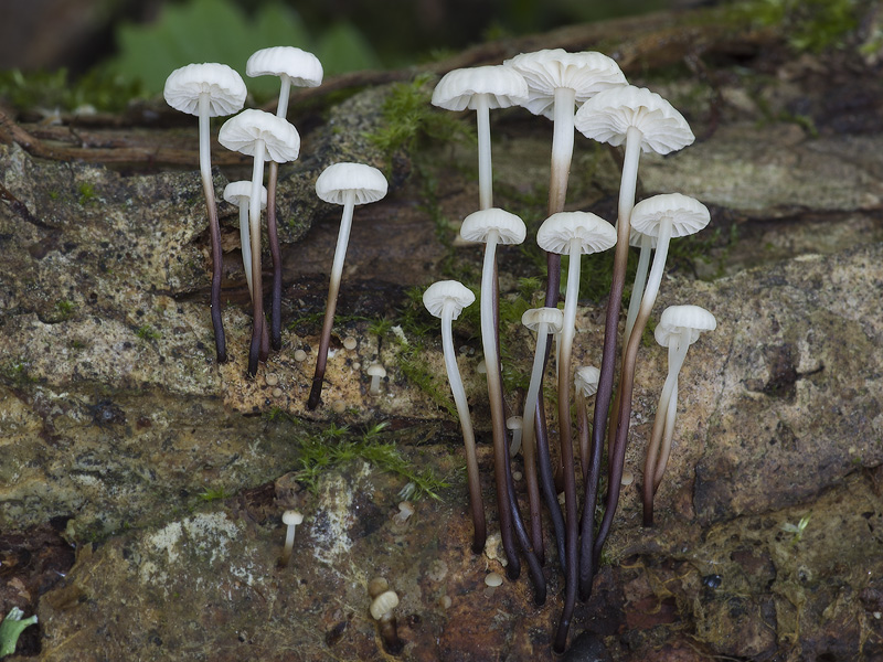 Marasmius rotula